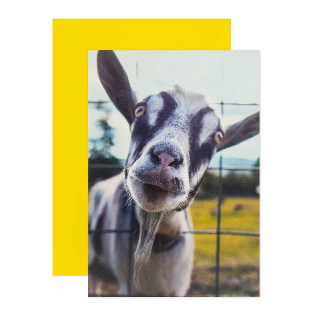 Shoebox Birthday Card - Goat You | Hallmark