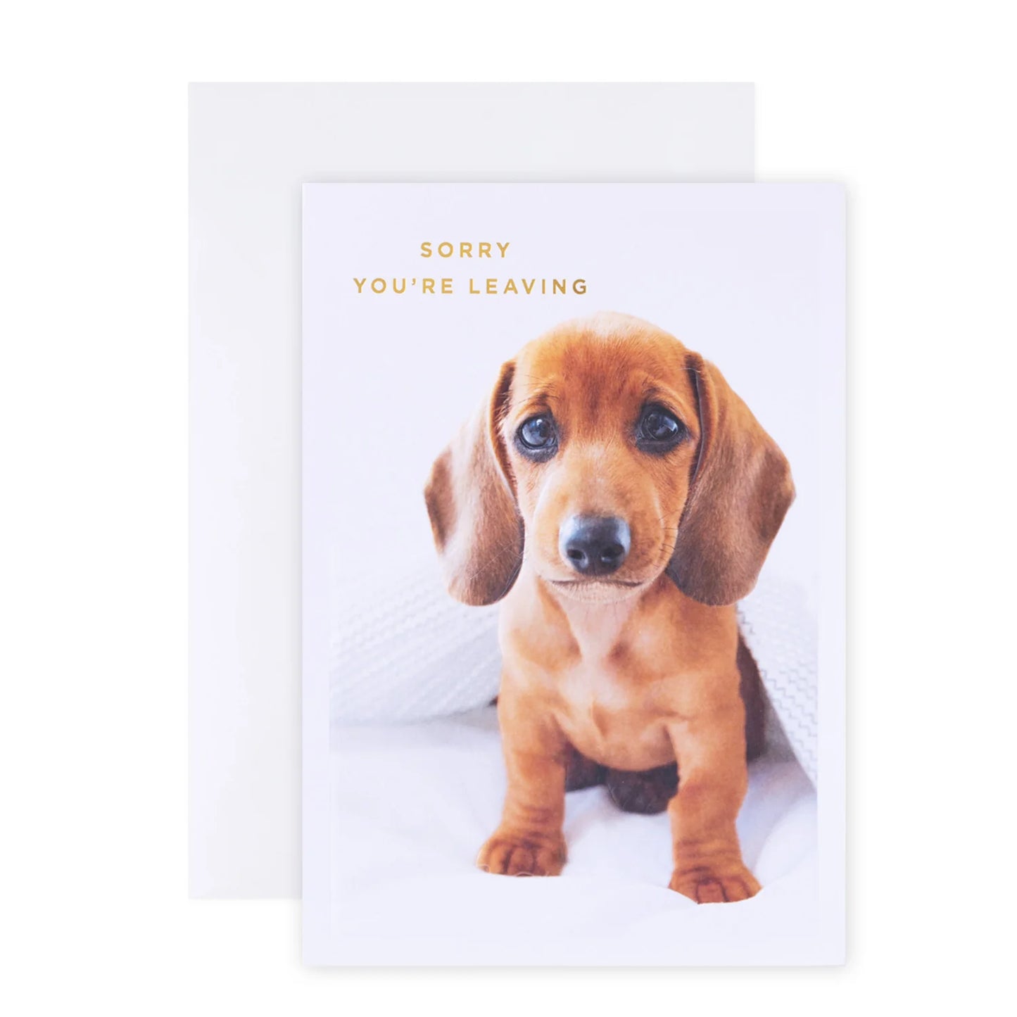 Colossal Farewell Greeting Card - Cute Dog | Hallmark