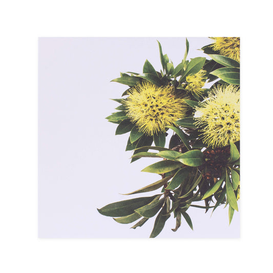 Donna Delaney Gallery Blank Greeting Card - Expo Gold | Hallmark