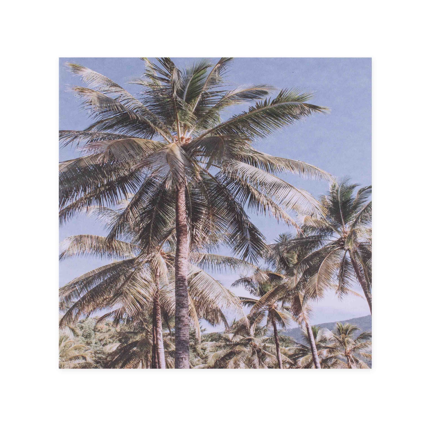 Donna Delaney Gallery Blank Greeting Card - Vintage Palms | Hallmark