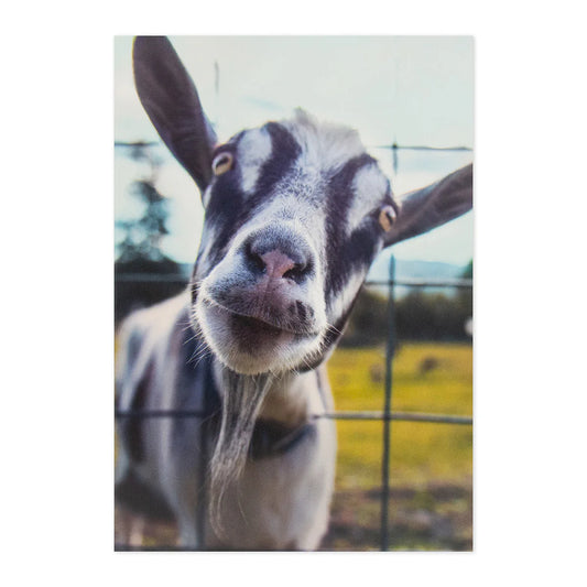 Shoebox Birthday Card - Goat You | Hallmark